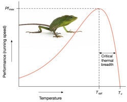 What goes up must come down - scientists unearth 'universal thermal performance curve' that shackles evolution