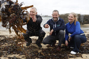 Biodiversity project could restore native oyster reefs to Dublin Bay