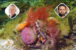 Researchers lead new �1.5m project to restore native oyster reefs to strengthen coastal resilience